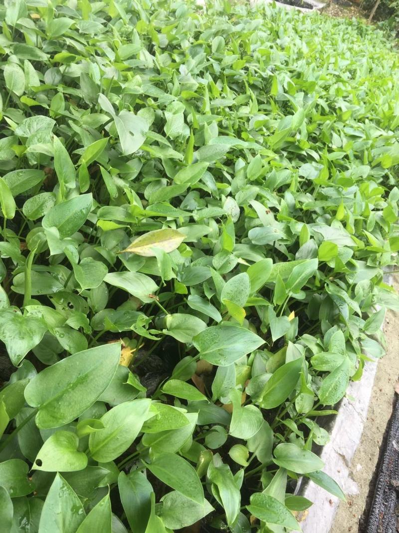 四川成都温江基地马蹄莲，质量保证欢迎咨询