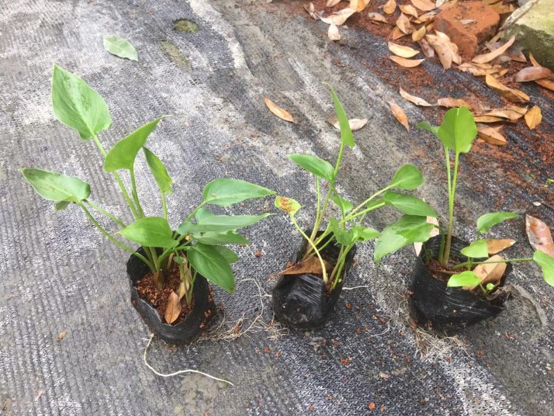 四川成都温江基地马蹄莲，质量保证欢迎咨询