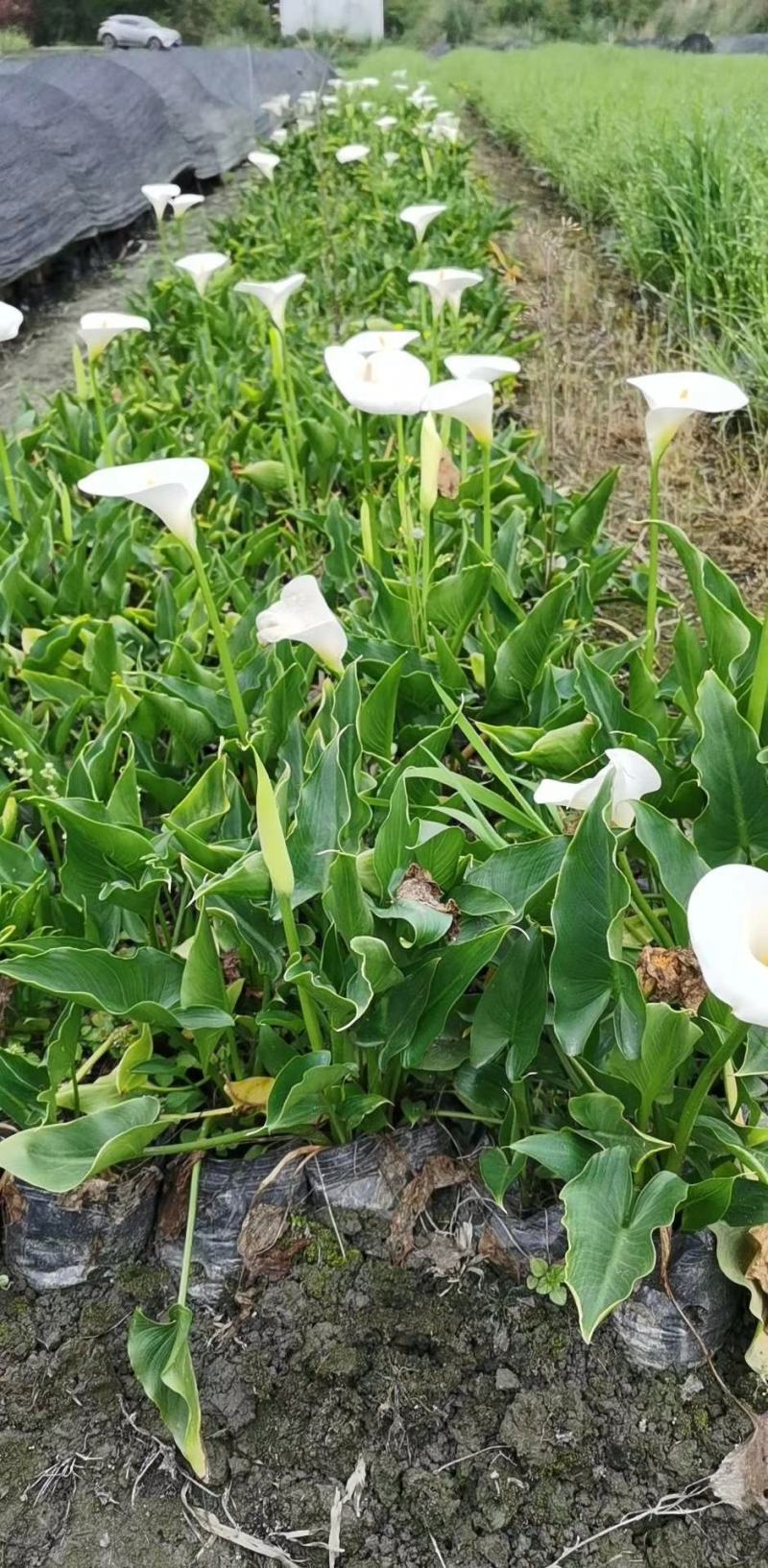 四川成都温江基地马蹄莲，质量保证欢迎咨询
