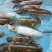 海鲜水产全国真通一手货源有人需要的私信