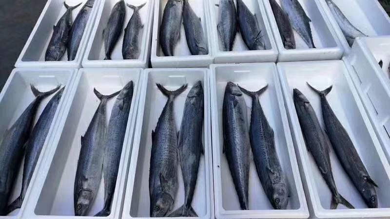 海鲜水产全国真通一手货源有人需要的私信