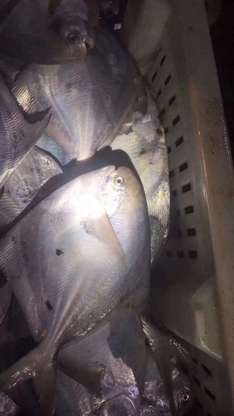 海鲜水产全国真通一手货源有人需要的私信