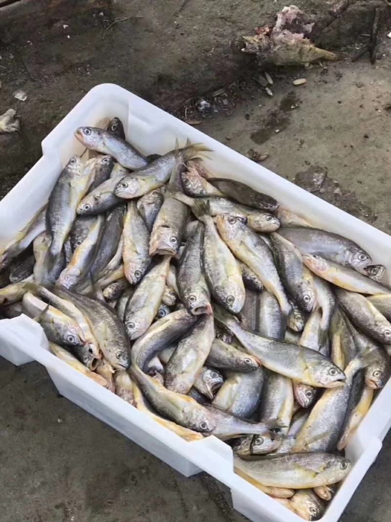 海鲜水产全国真通一手货源有人需要的私信