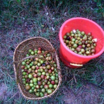 野生油茶果，出油率高。