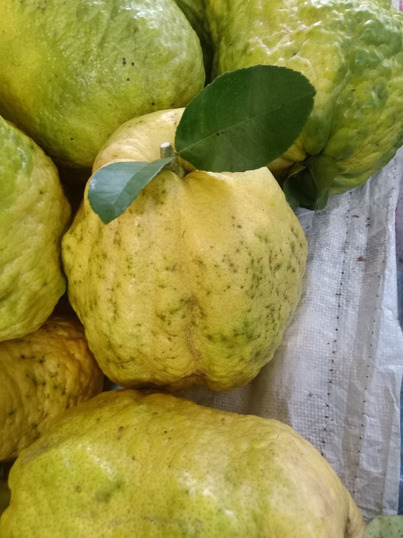 云南普洱香橼果_鲜货