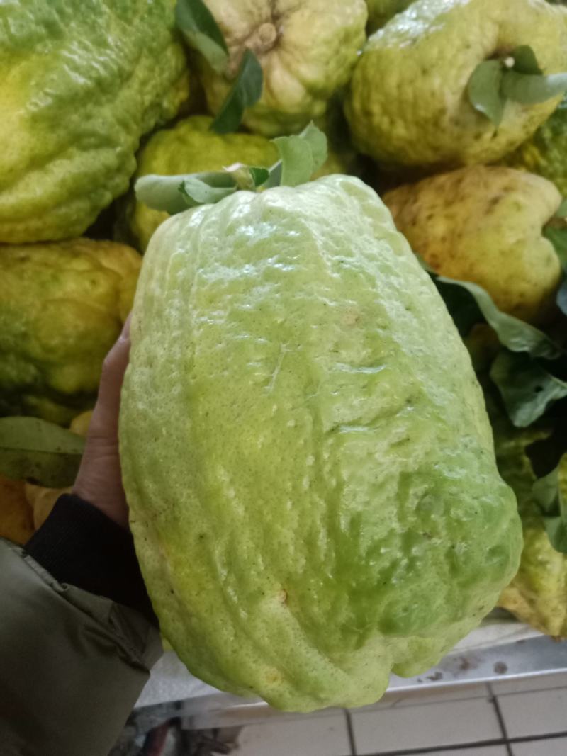 云南普洱香橼果_鲜货
