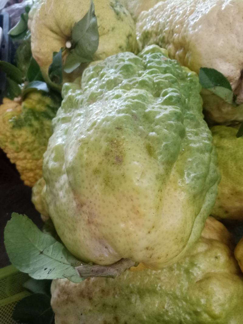 云南普洱香橼果_鲜货
