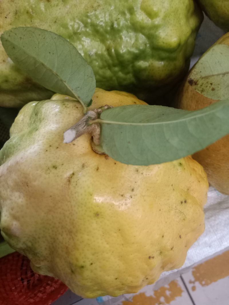 云南普洱香橼果_鲜货