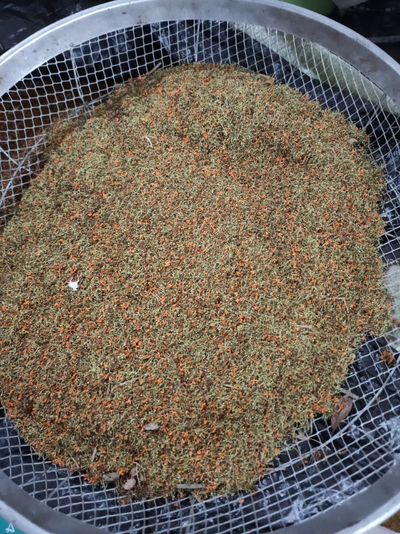 桂花干桂花干带蒂头