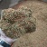 桂花干桂花干带蒂头
