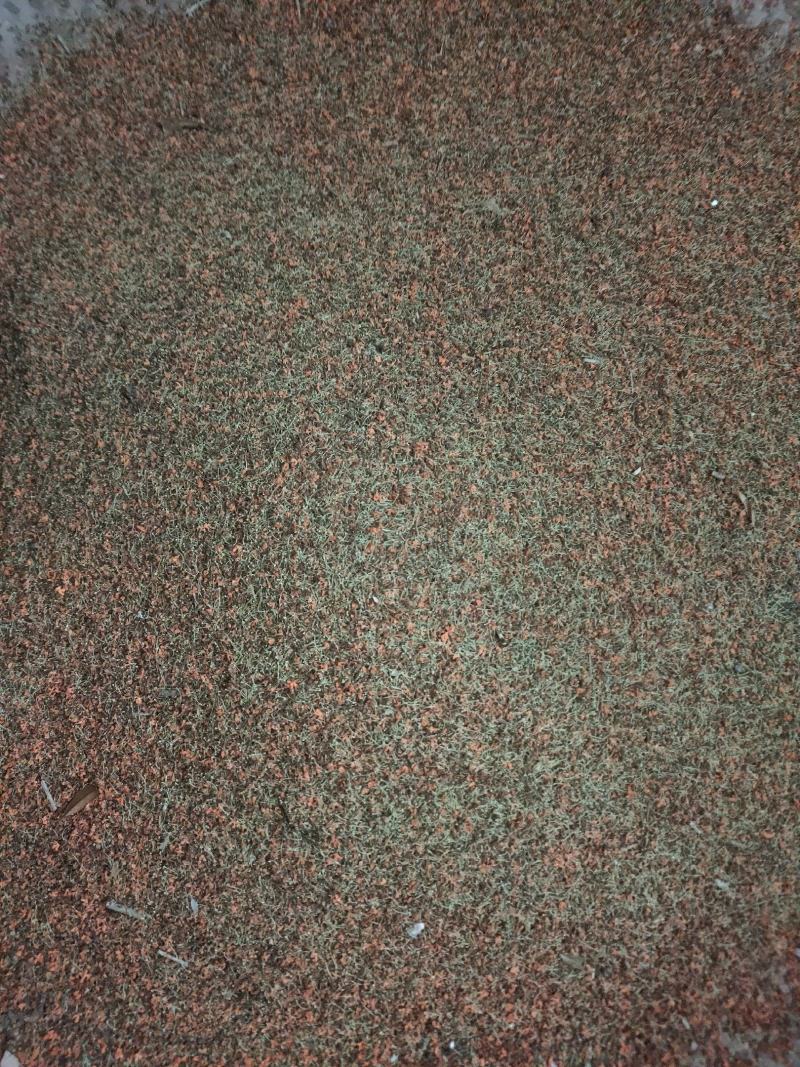 桂花干桂花干带蒂头
