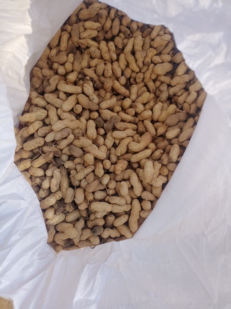 花生河北鲜花生万亩花生基地品质保证欢迎咨询