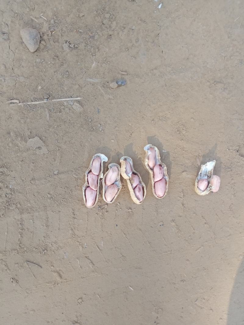 花生河北鲜花生万亩花生基地品质保证欢迎咨询