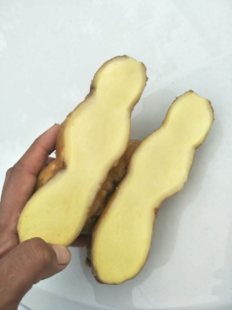 山东万亩优质新姜红芽姜大量上市各种生姜大量批发