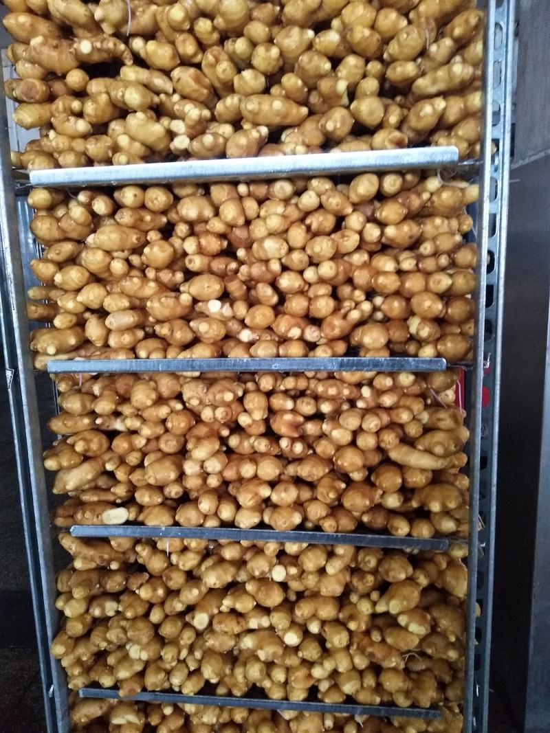 山东万亩优质新姜红芽姜大量上市各种生姜大量批发