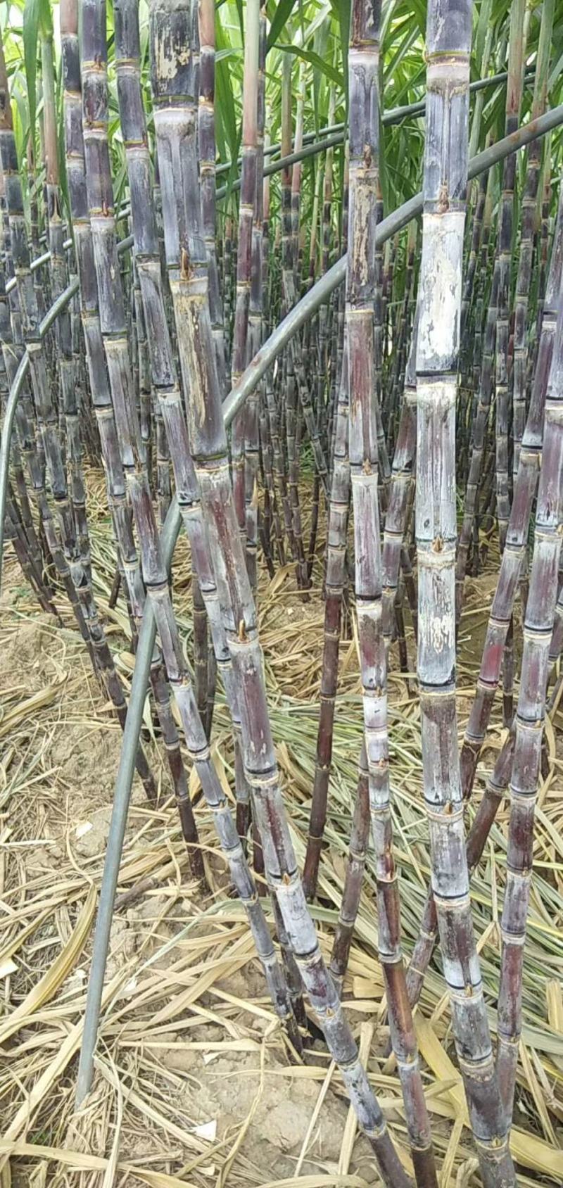 脆甜甘蔗大量上市中，有意的老板联系我，绝对口感好，价格优
