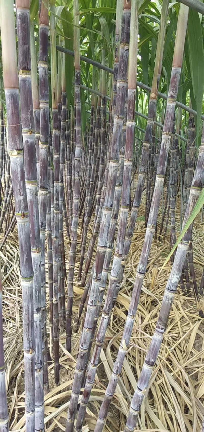 脆甜甘蔗大量上市中，有意的老板联系我，绝对口感好，价格优