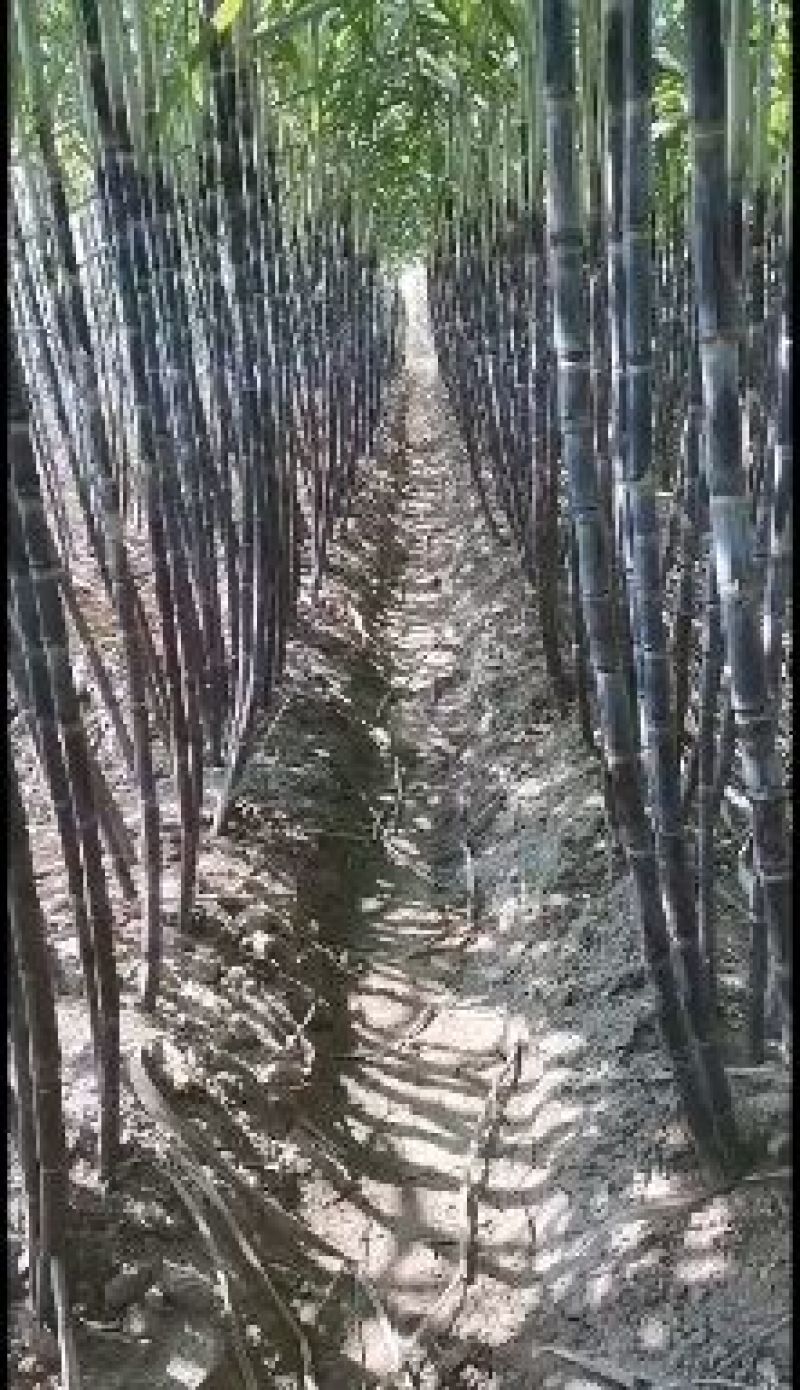脆甜甘蔗大量上市中，有意的老板联系我，绝对口感好，价格优