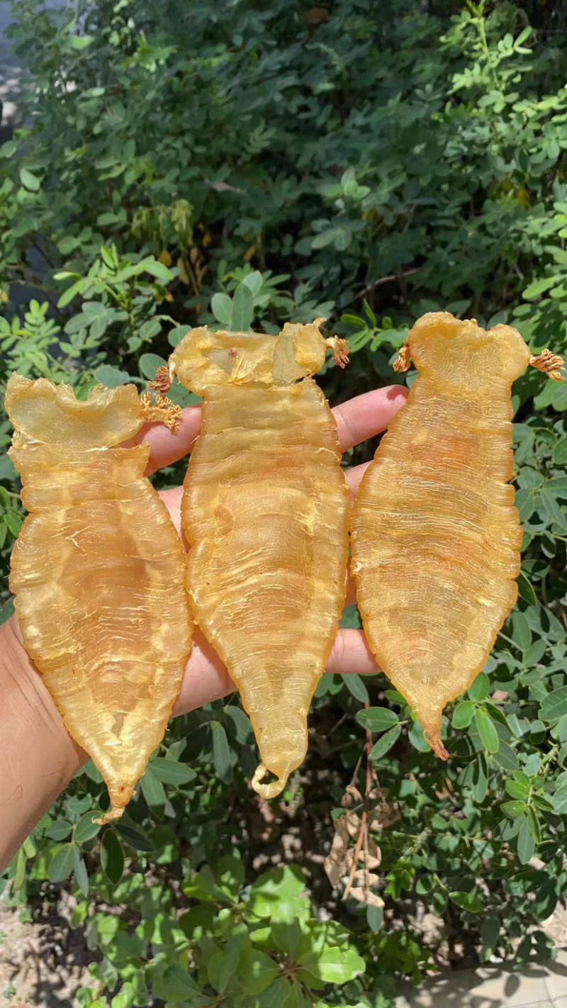 各种规格A货黄花胶，鱼胶，赤嘴鳘胶，白花胶，一手货源。