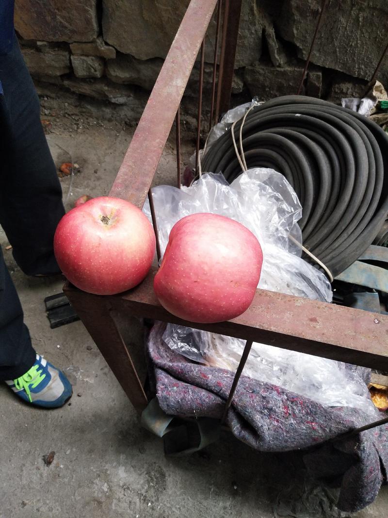 2022山东红富士苹果大量上市纸袋优质红富士苹果批发