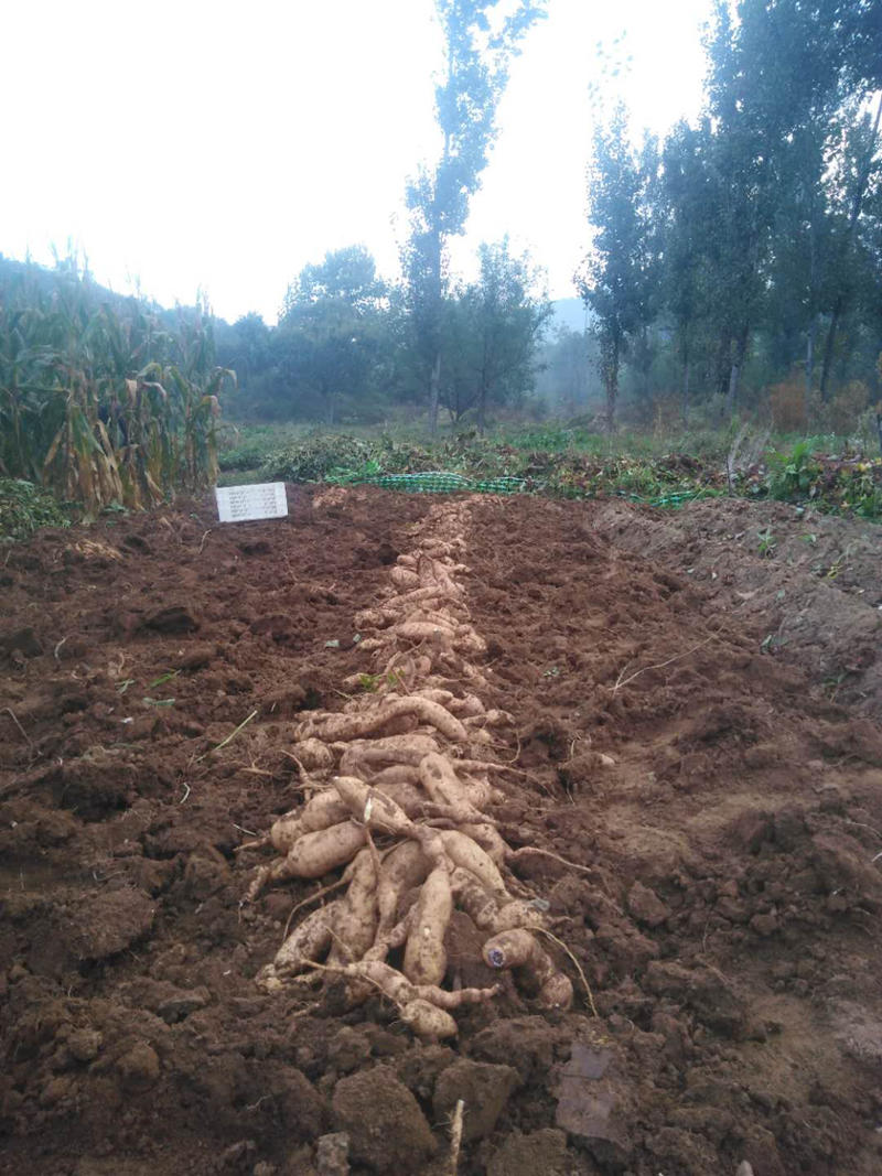 山东潍坊青州王坟山地瓜