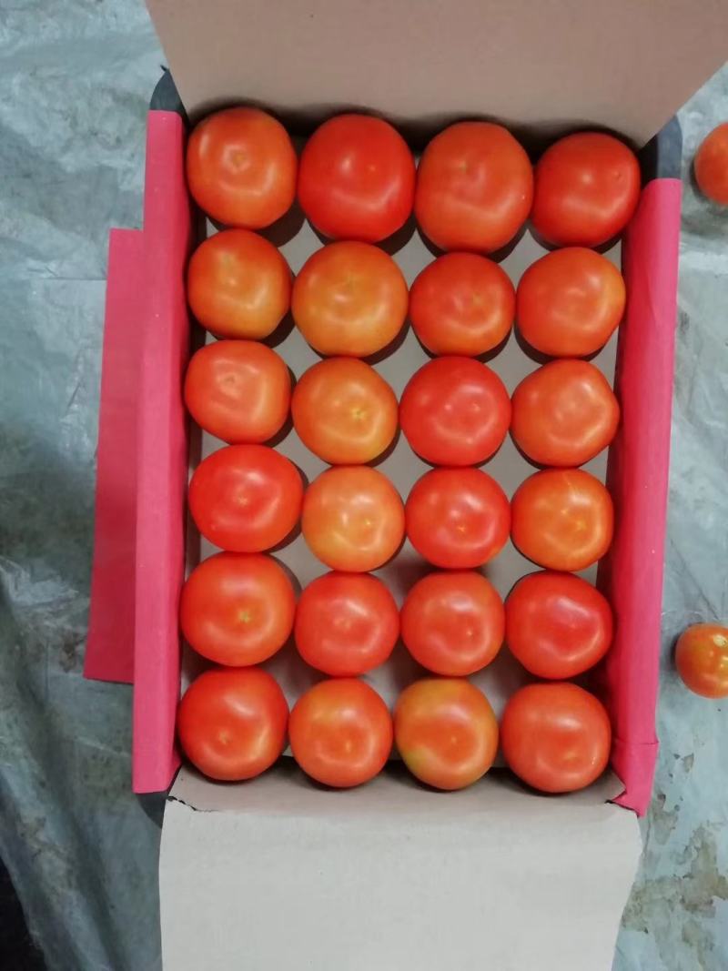 攀枝花，西紅柿，，，