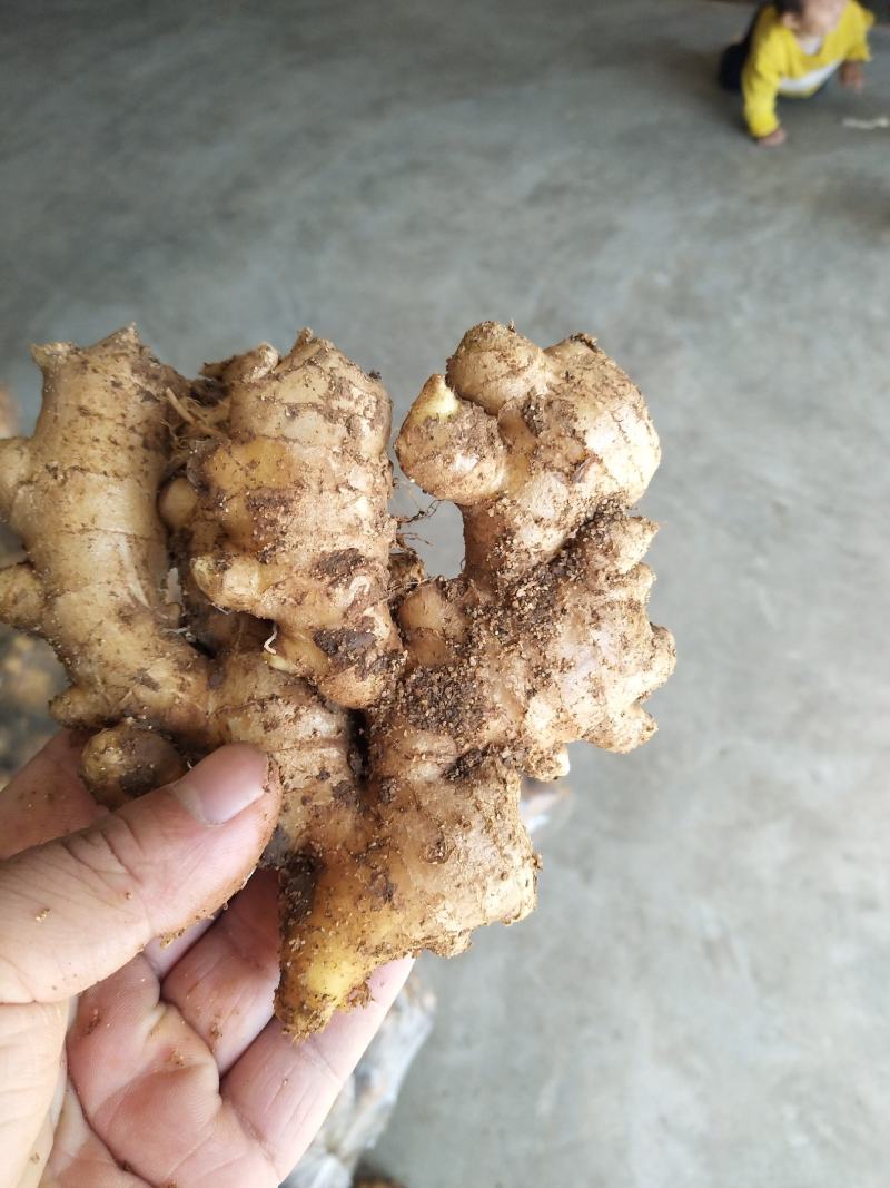 山东优质小黄姜3两以上带土泥姜，风干姜