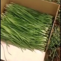 露天韭菜，广东徐闻沙土地韭菜，二茬菜