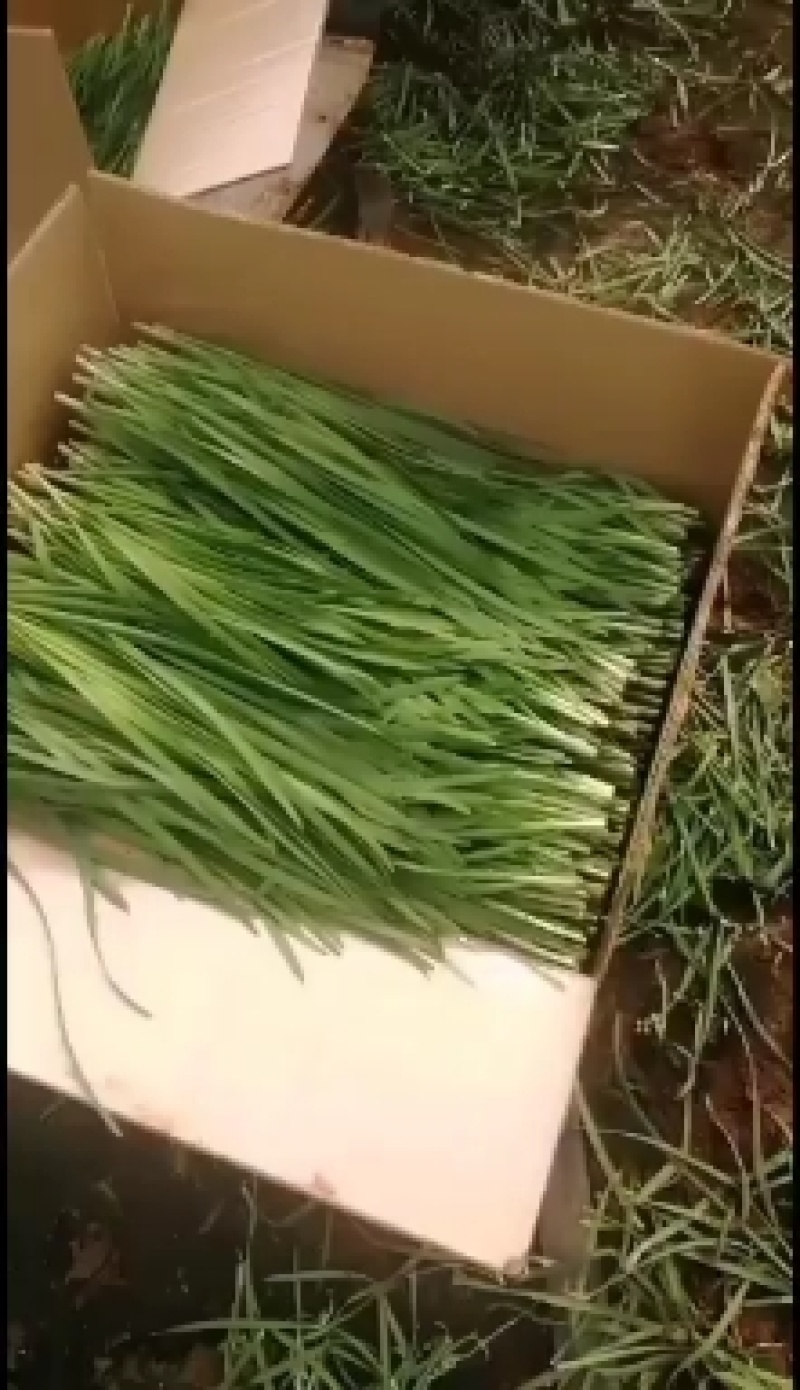 露天韭菜，广东徐闻沙土地韭菜，二茬菜