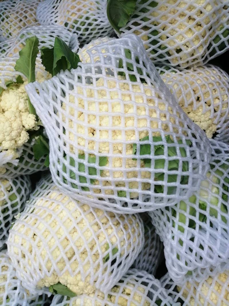南阳有机花菜散花75天和85天上市了松花菜花型白质量好