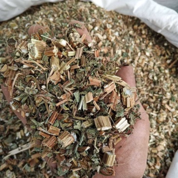 鬼针草别名鬼钗草鬼黄花婆婆针一把针一包针
