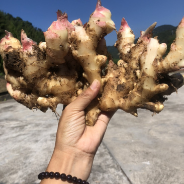 福建好货生姜、腌制出口姜支持一件代发招代理