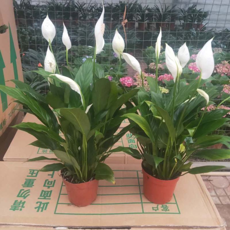红掌白掌盆栽植物室内花卉好养水培一帆风顺大盆水养四季常青