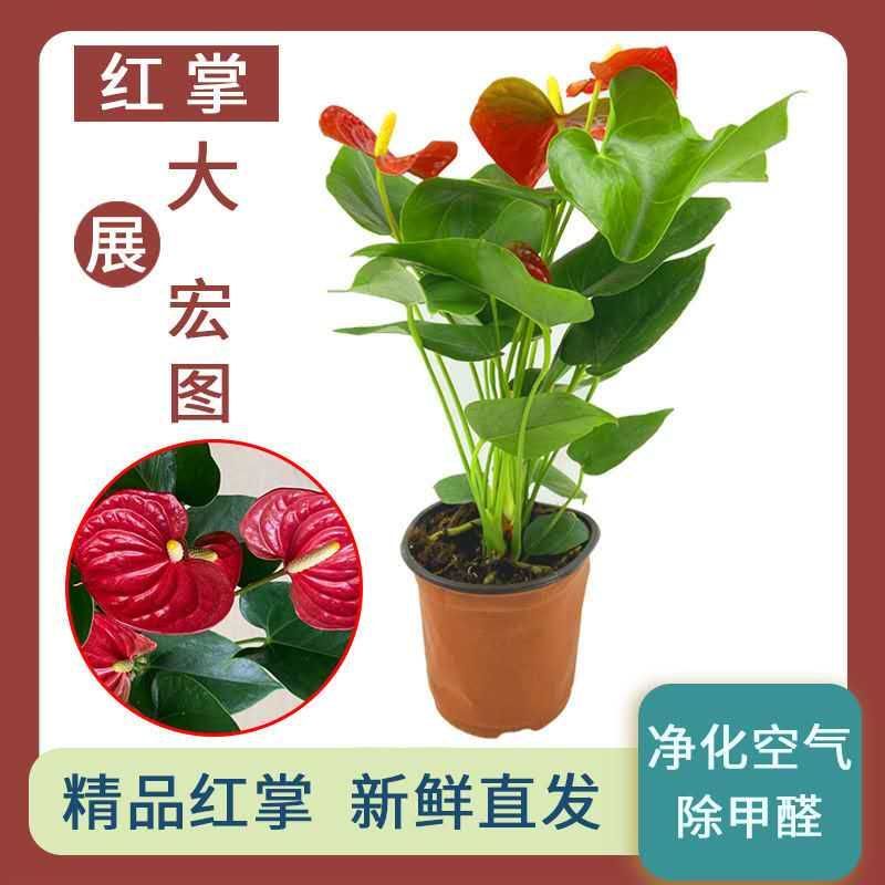 红掌白掌盆栽植物室内花卉好养水培一帆风顺大盆水养四季常青