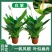 红掌白掌盆栽植物室内花卉好养水培一帆风顺大盆水养四季常青
