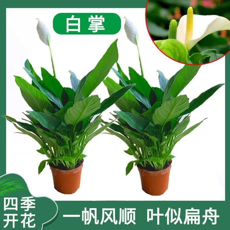 红掌白掌盆栽植物室内花卉好养水培一帆风顺大盆水养四季常青