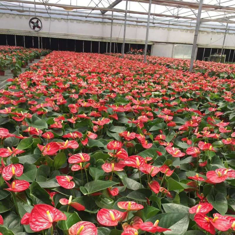 红掌白掌盆栽植物室内花卉好养水培一帆风顺大盆水养四季常青