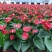 红掌白掌盆栽植物室内花卉好养水培一帆风顺大盆水养四季常青