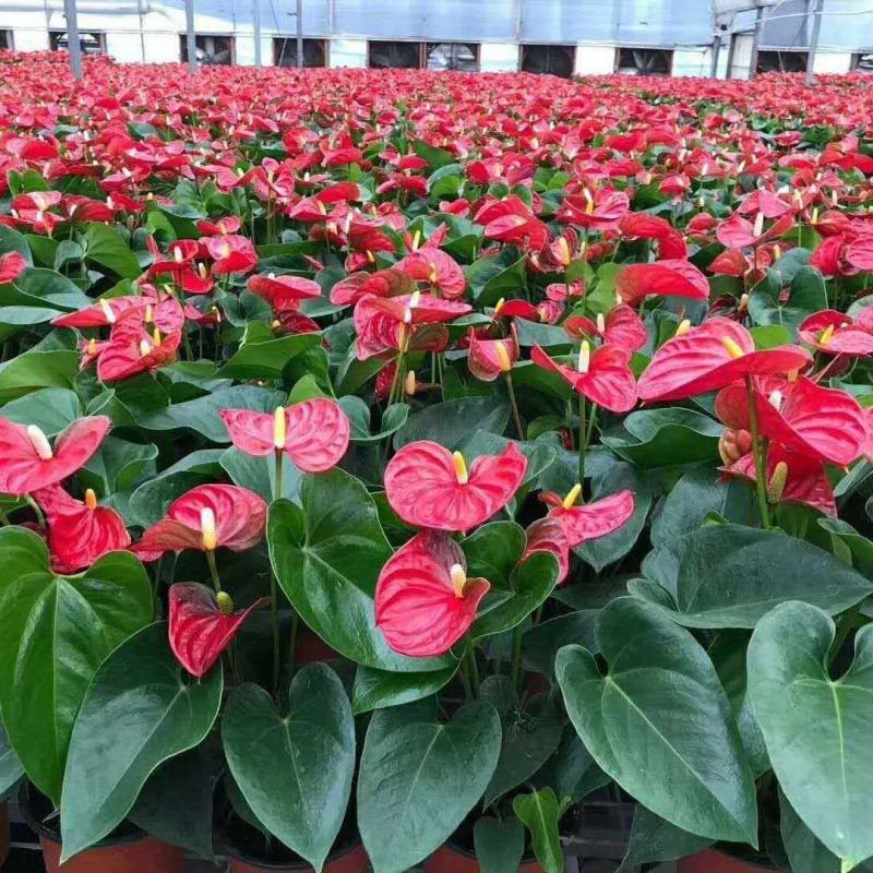 红掌白掌盆栽植物室内花卉好养水培一帆风顺大盆水养四季常青