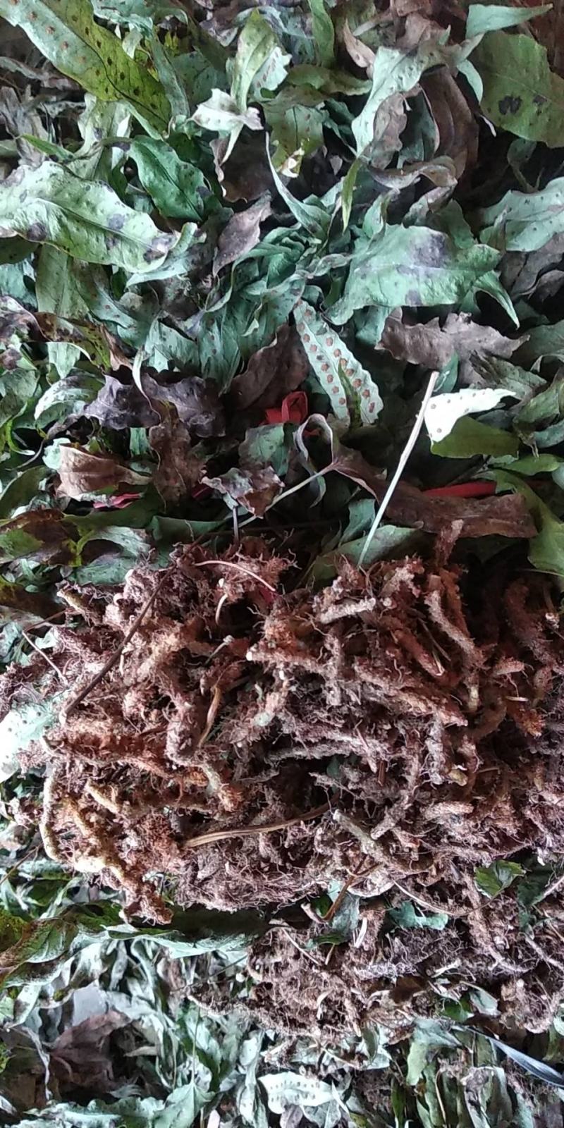 贵州铜仁野生金鸡脚干货鸭脚草干品鸭跖草阴干金鸡爪色绿无杂