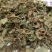 鱼腥草产地直供支持线上交易各种规格接受订单