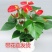 红掌白掌盆栽植物室内花卉好养水培一帆风顺大盆水养四季常青