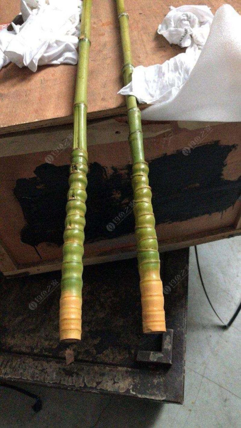 罗汉松佛肚竹基地直发量大优惠全国包邮
