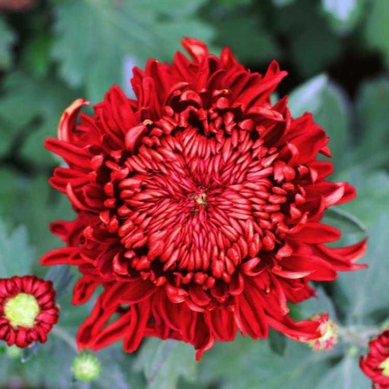 菊花盆栽带花苞成品菊花苗九月菊千头菊大花菊花可视频看货
