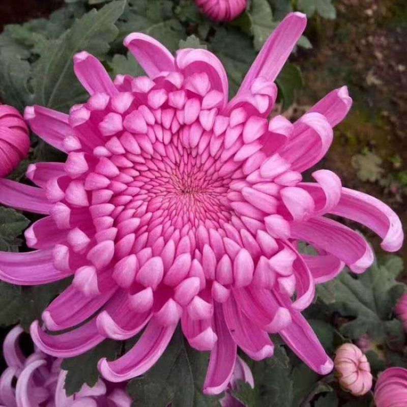 菊花盆栽带花苞成品菊花苗九月菊千头菊大花菊花可视频看货
