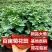 菊花盆栽带花苞成品菊花苗九月菊千头菊大花菊花可视频看货