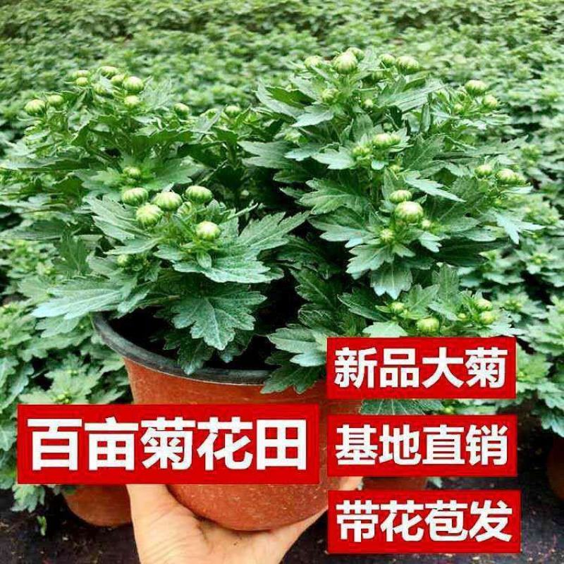 菊花盆栽带花苞成品菊花苗九月菊千头菊大花菊花可视频看货