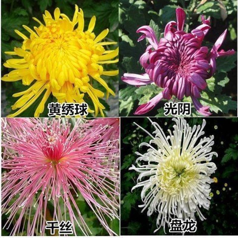 菊花盆栽带花苞成品菊花苗九月菊千头菊大花菊花可视频看货
