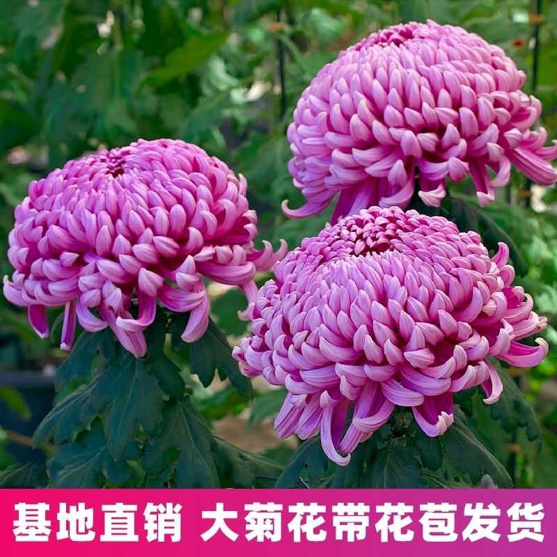 菊花盆栽带花苞成品菊花苗九月菊千头菊大花菊花可视频看货