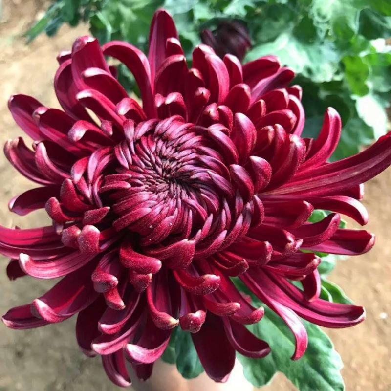 菊花盆栽带花苞成品菊花苗九月菊千头菊大花菊花可视频看货